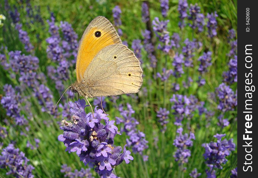 Butterfly On Lavender