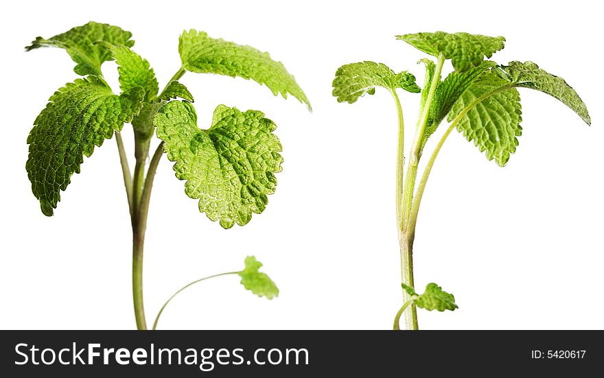 Plant isolated on white background.