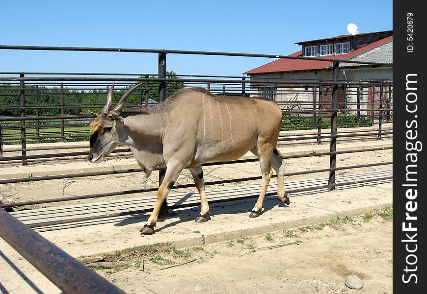 Wild antelope walking in the zoo