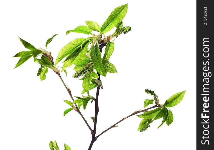 Plant isolated on white background