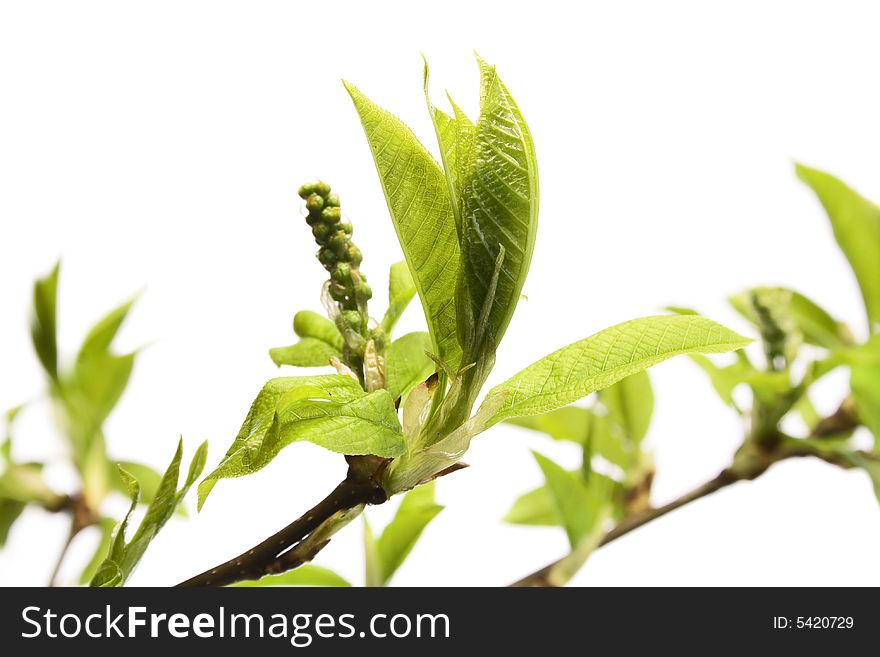 Plant Isolated On White