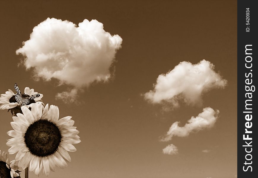 Butterfly in a sunflower in sepia tones. Butterfly in a sunflower in sepia tones.