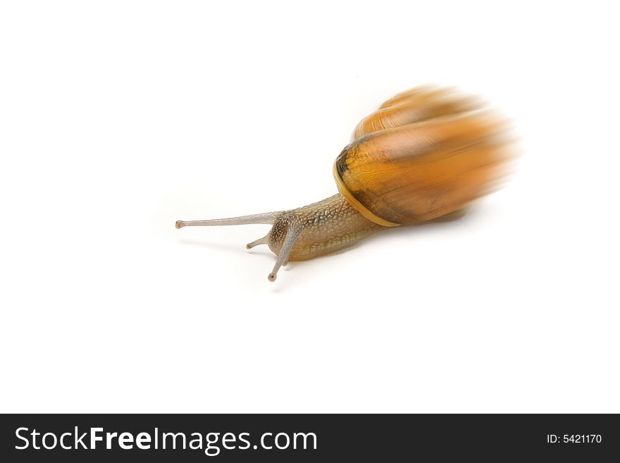 Garden snail with its shell in the blurr. Garden snail with its shell in the blurr