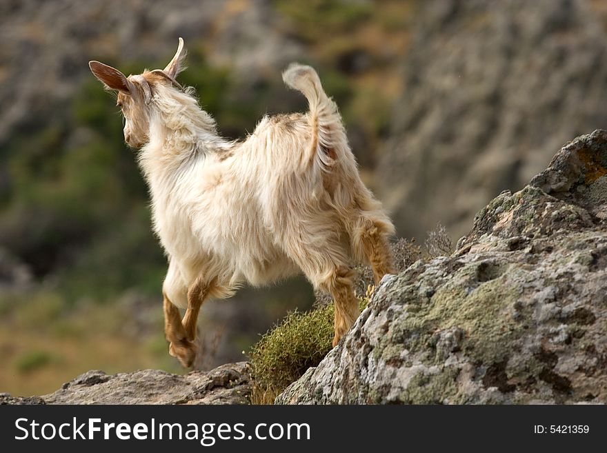 Goat isolated against a Rock- Gokceada-Turkey. Goat isolated against a Rock- Gokceada-Turkey