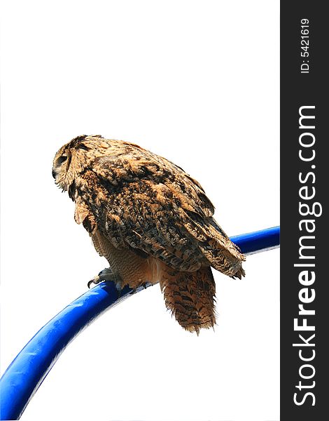 An owl sitting on a metal pole