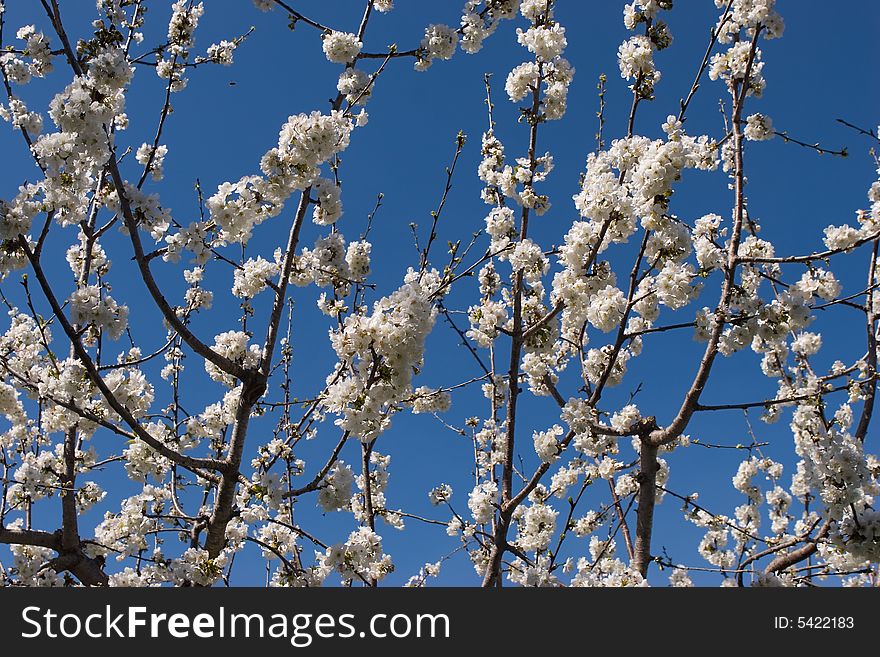 Branches of a flowering cherry for backgrounds