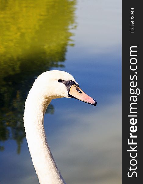 Swan head shoot at lake