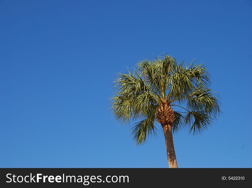Single palm tree in the sun against a clear blue sky