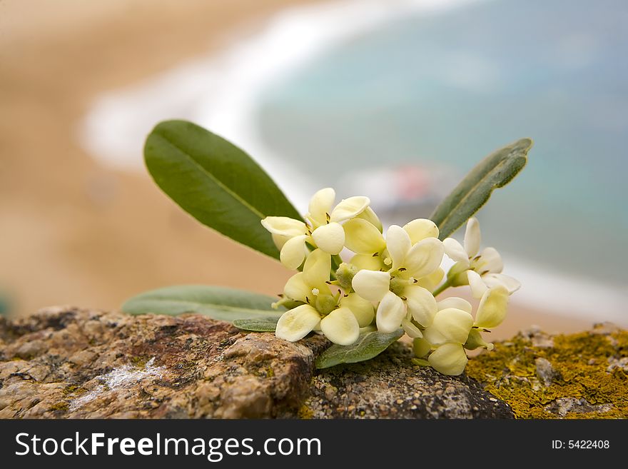 A photo of flower and sea out of focus. A photo of flower and sea out of focus