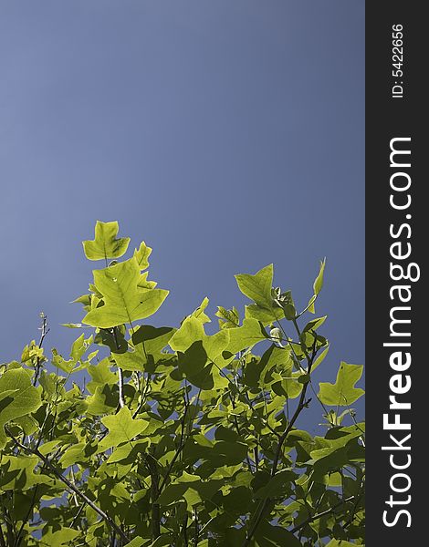 Tulip Tree leaves against clear blue sky