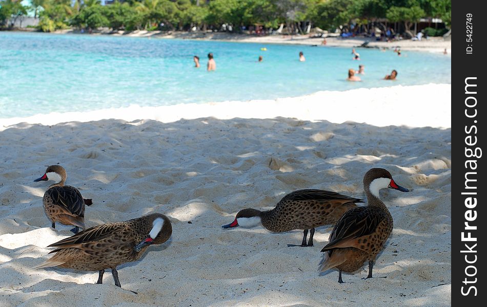 Four ducks on Sapphire beach on St.Thomas island, U.S. Virgin Islands. Four ducks on Sapphire beach on St.Thomas island, U.S. Virgin Islands.