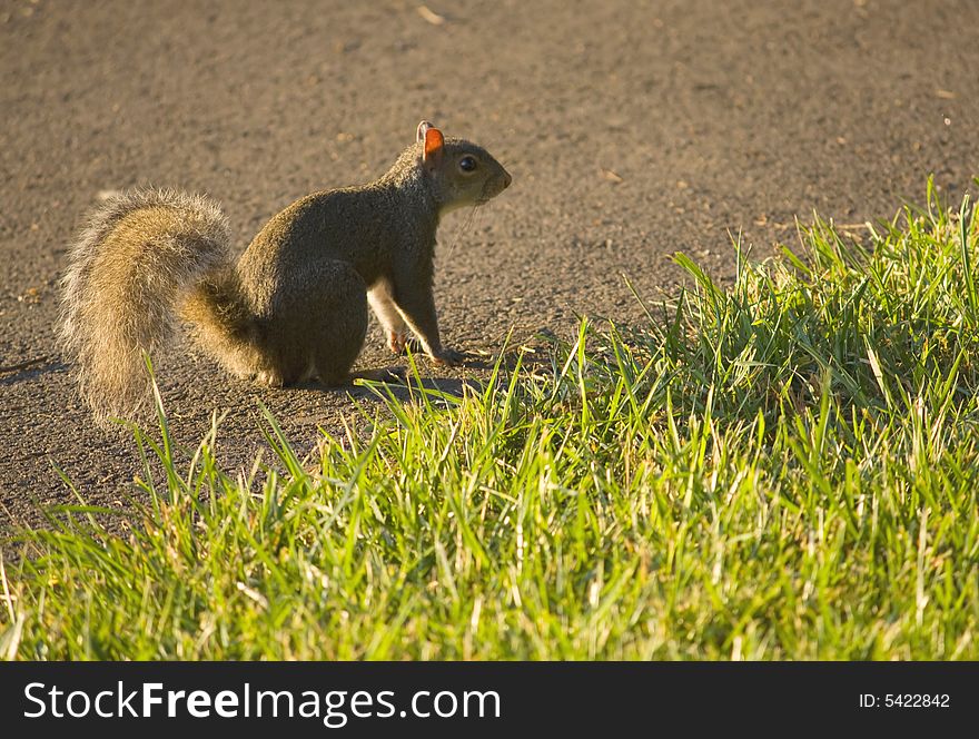 A gray squirrel pauses on the pavement. A gray squirrel pauses on the pavement.