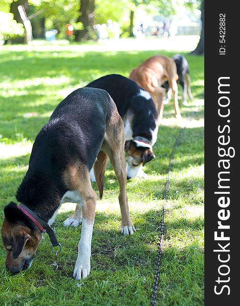 The harness dogs, colored photo