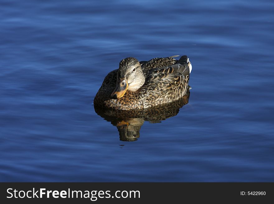 Female mallard duck on a local pond.