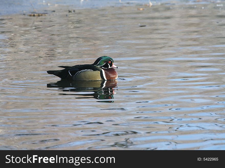 Beautiful wood duck on a local pond