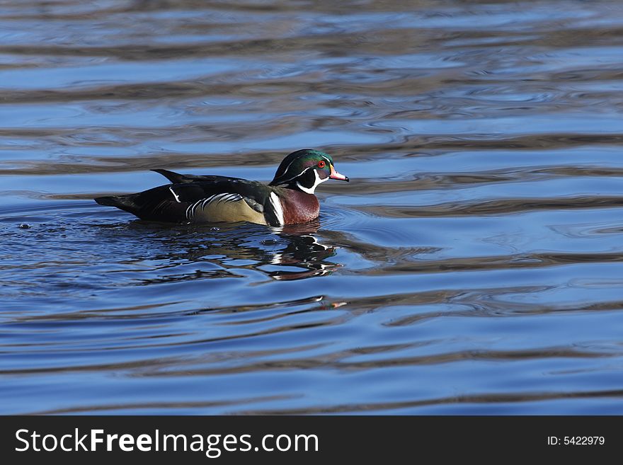 Beautiful wood duck on a local pond