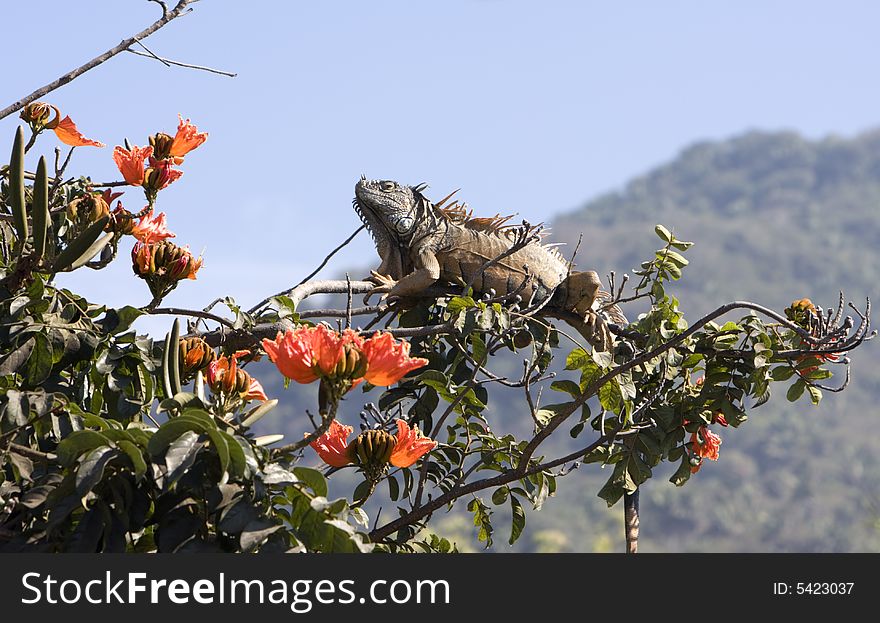 Brown iguana feeding in a hibiscus tree.