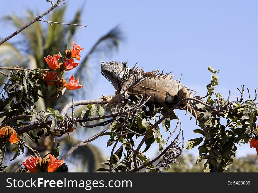 Brown iguana feeding in a habiscus tree.