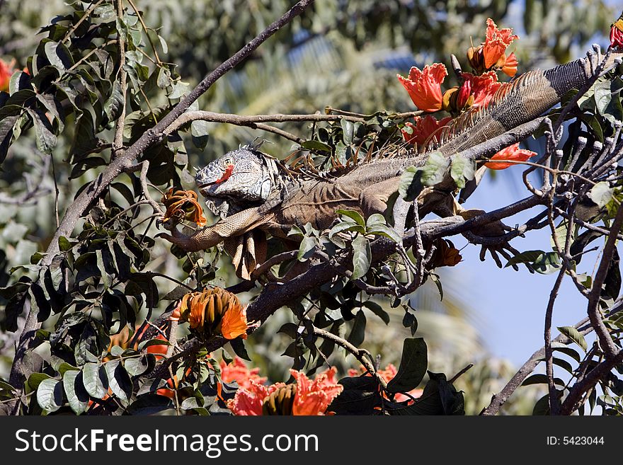 Brown iguana feeding in a habiscus tree.