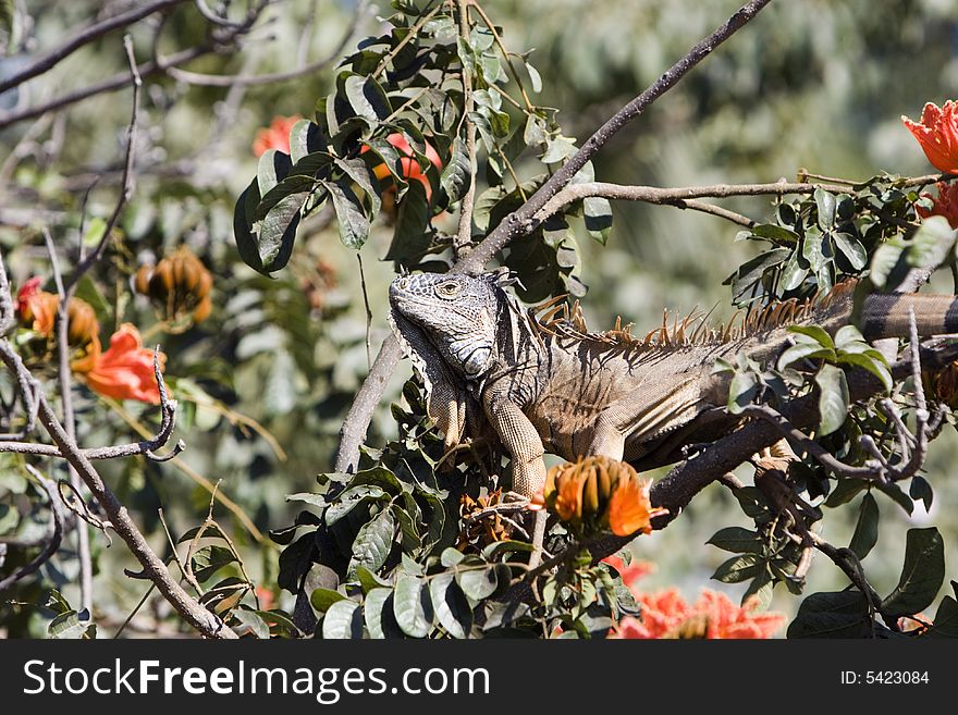 Brown iguana feeding in a habiscus tree.