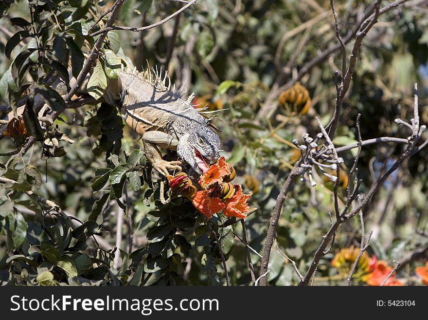 Brown iguana feeding in a habiscus tree.