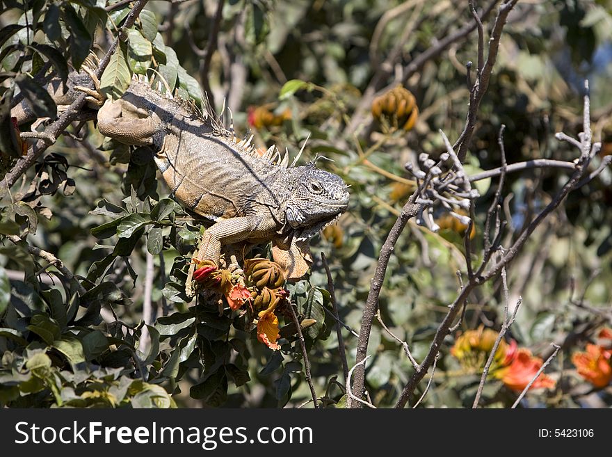 Brown iguana feeding in a hibiscus tree.