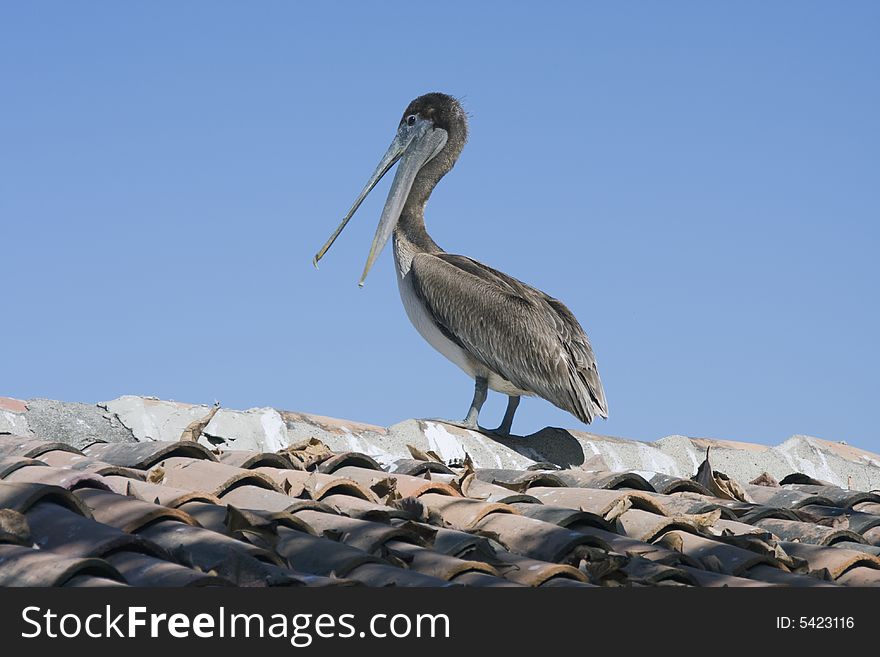 Brown pelican surveying the world from a roof top. Brown pelican surveying the world from a roof top.