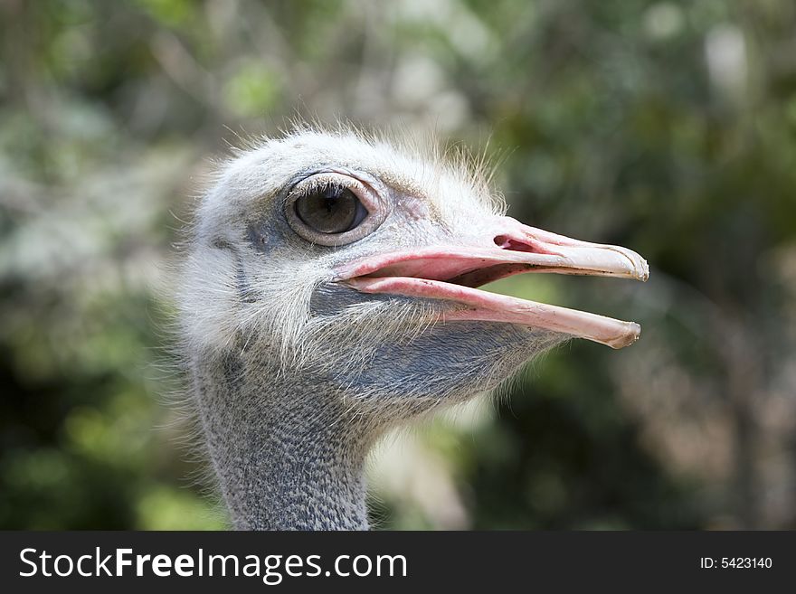 Close up of an ostrich in a zoo.