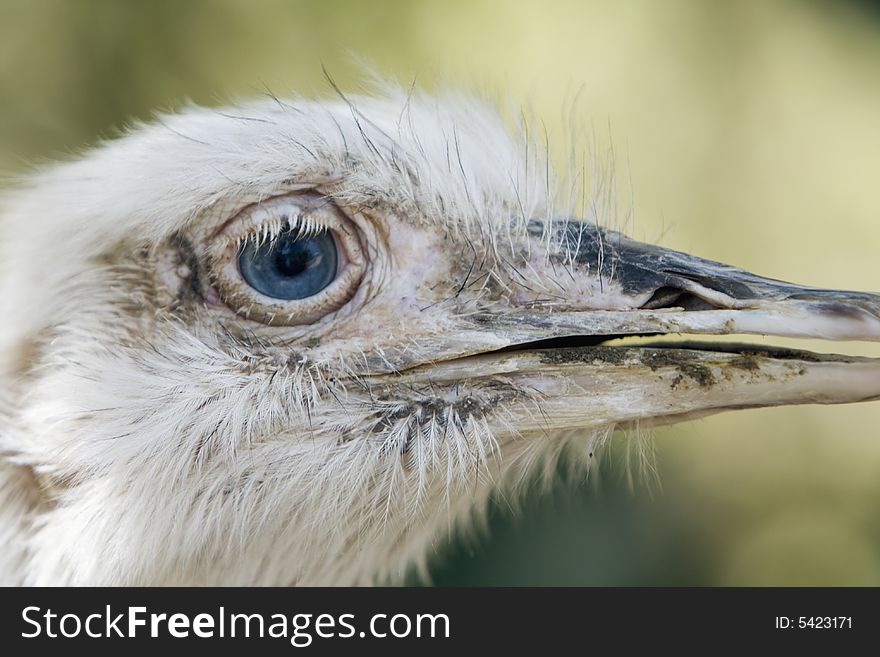 Close up of an ostrich in a zoo.