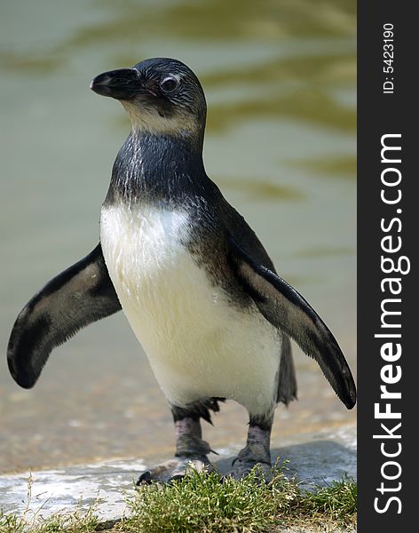 A single african penguin dries himself on the rocky shore line. A single african penguin dries himself on the rocky shore line