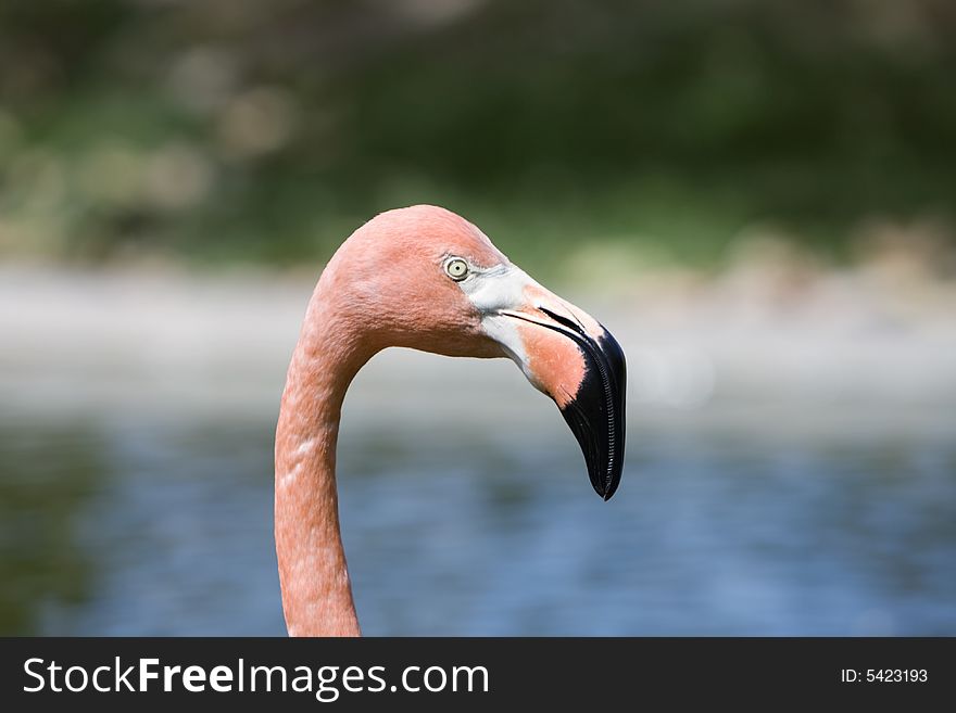Close up of a pink flamingo in a zoo