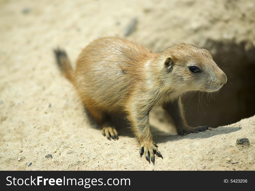 A Prairie Dog cautiously comes out of its den