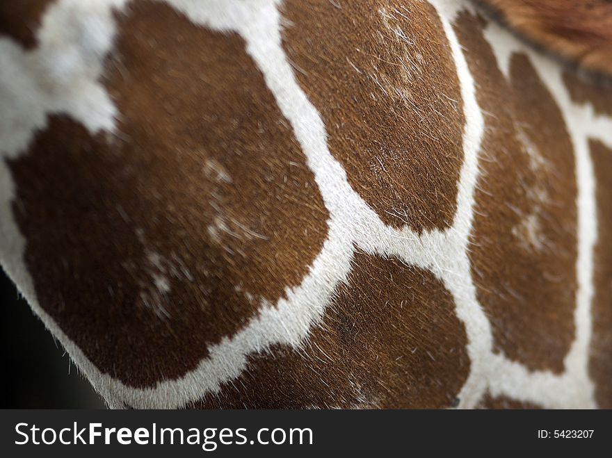 A close up of the pattern on the hide of a giraffe. A close up of the pattern on the hide of a giraffe