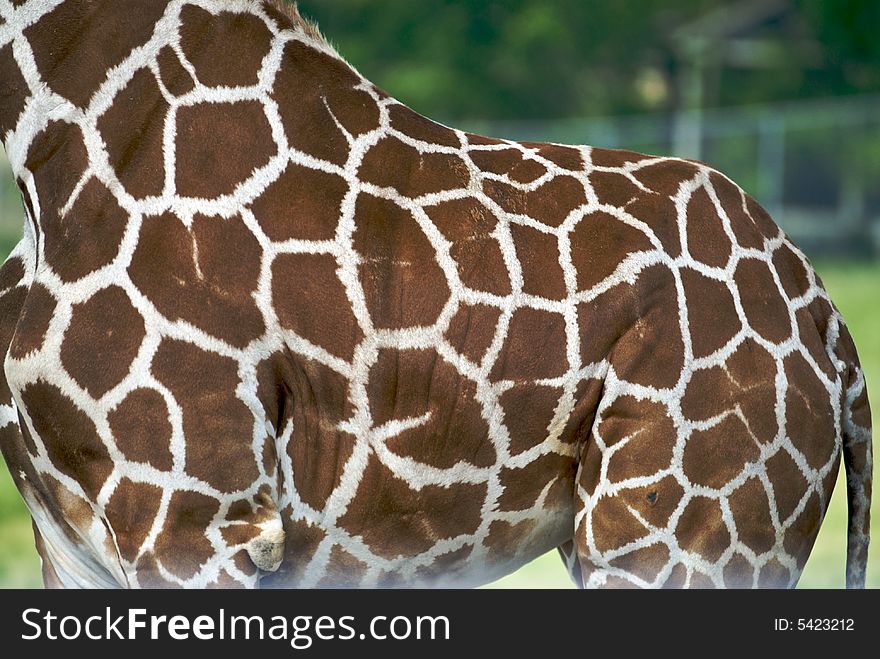 The hide of a giraffe is full of wonderful color and patterns. The hide of a giraffe is full of wonderful color and patterns