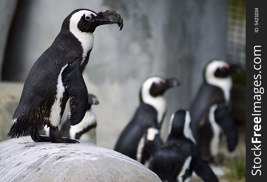 A group of African Penguins in a rocky outcropping