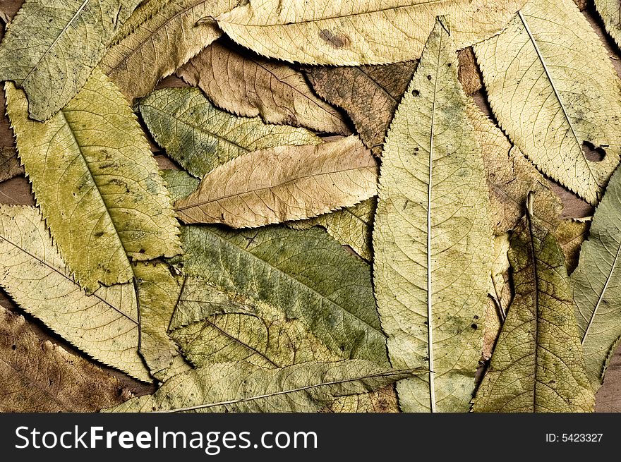 Autumn leaves background, close up shot. Autumn leaves background, close up shot.