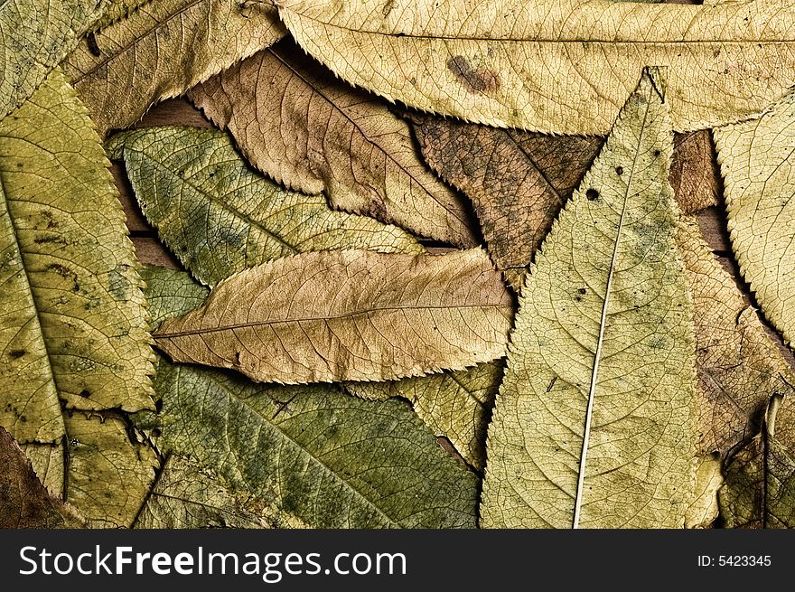 Autumn leaves background, close up shot. Autumn leaves background, close up shot.