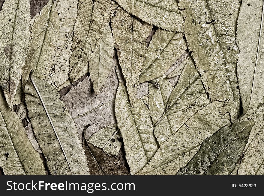 Autumn leaves background, close up shot. Autumn leaves background, close up shot.