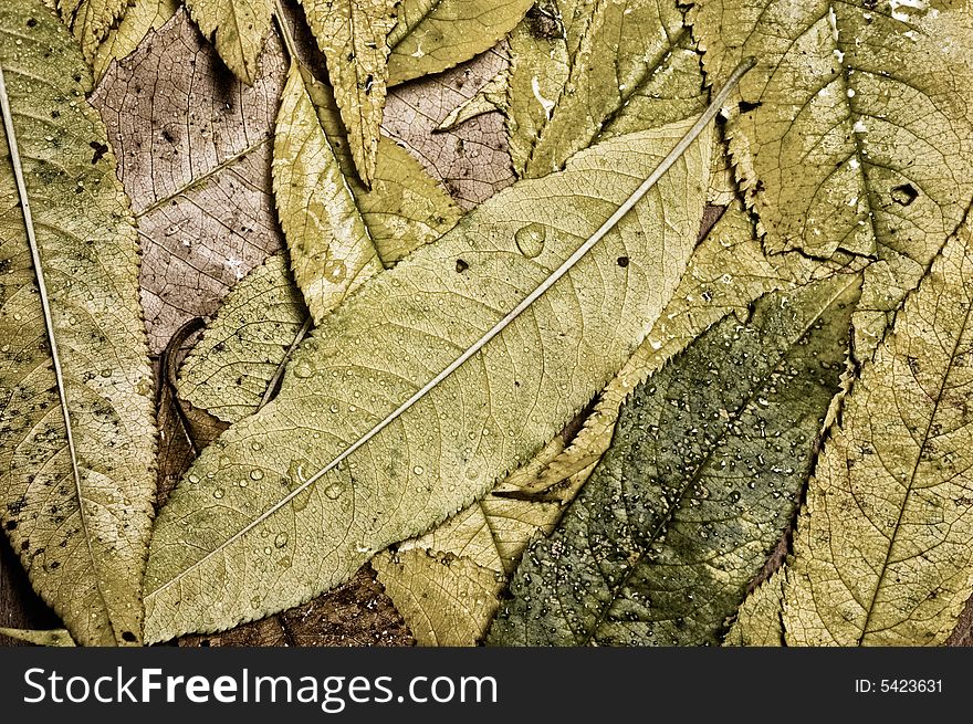 Autumn leaves background, close up shot. Autumn leaves background, close up shot.