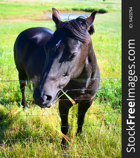 Black horse in the Field Leaning Over Fence