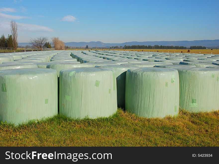 Hay bales wrapped up for transporting off the farm.