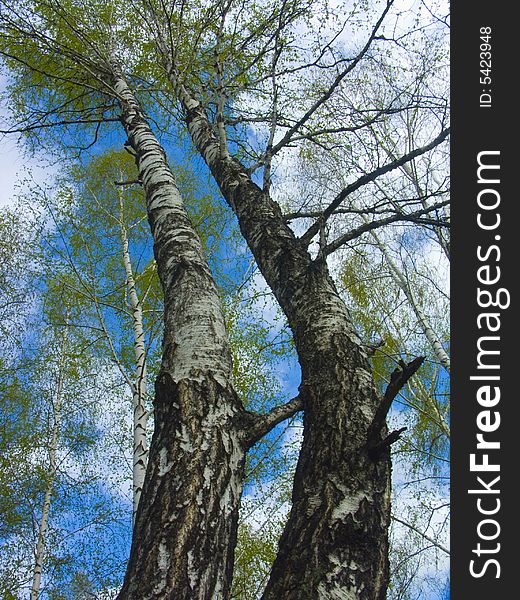 The image of branches of a birch on a background of the sky. The image of branches of a birch on a background of the sky