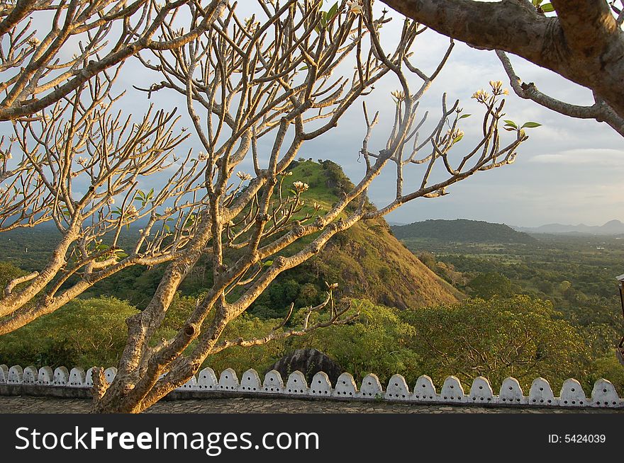 Trees of temples grows in Sri Lanka