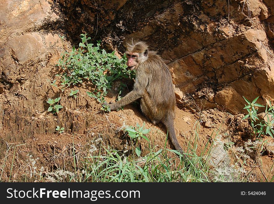 Little monkey in Sri Lanka