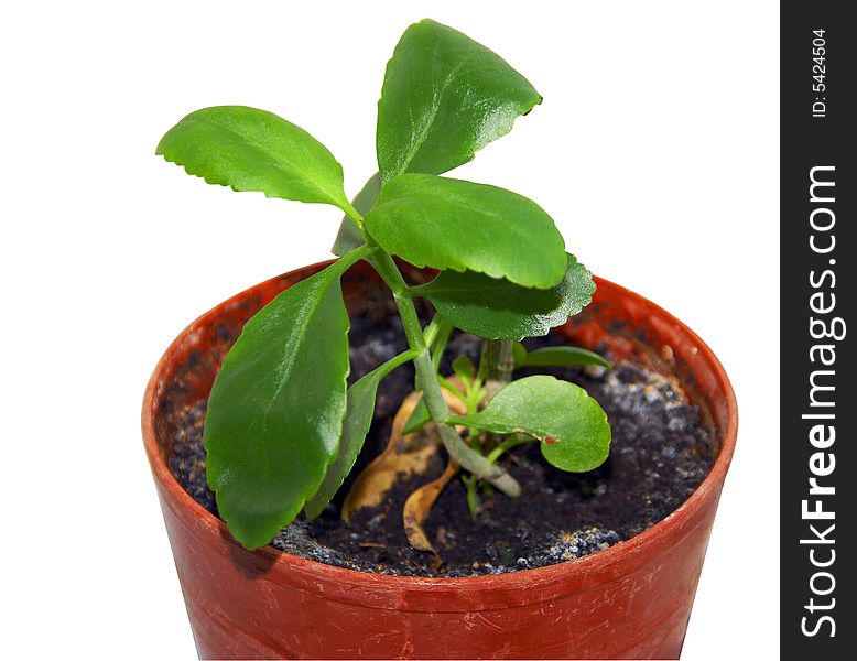 Medicinal, an indoor plant in a pot. Medicinal, an indoor plant in a pot