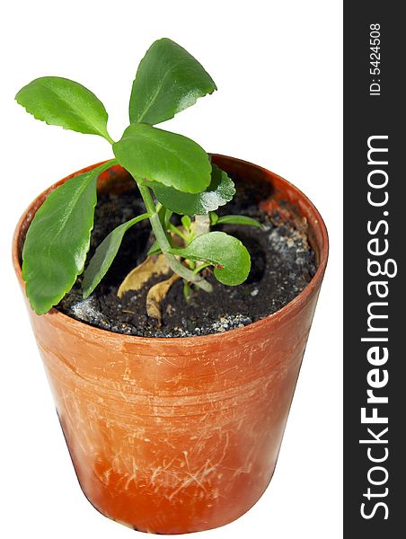 Medicinal, an indoor plant in a pot. Medicinal, an indoor plant in a pot