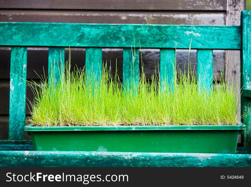 Grass being grown in a container. Grass being grown in a container