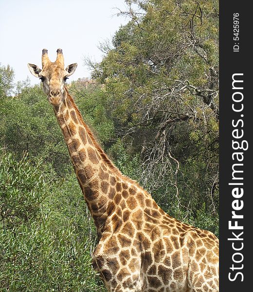 Portrait of a Giraffe standing in the bush
