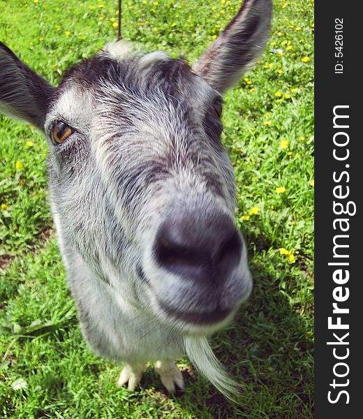 Head of domestic grey goat. Head of domestic grey goat