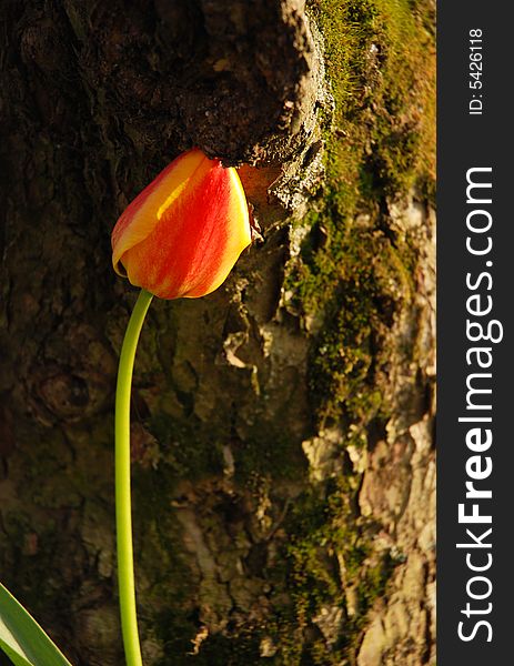 Single tulip against tree bark